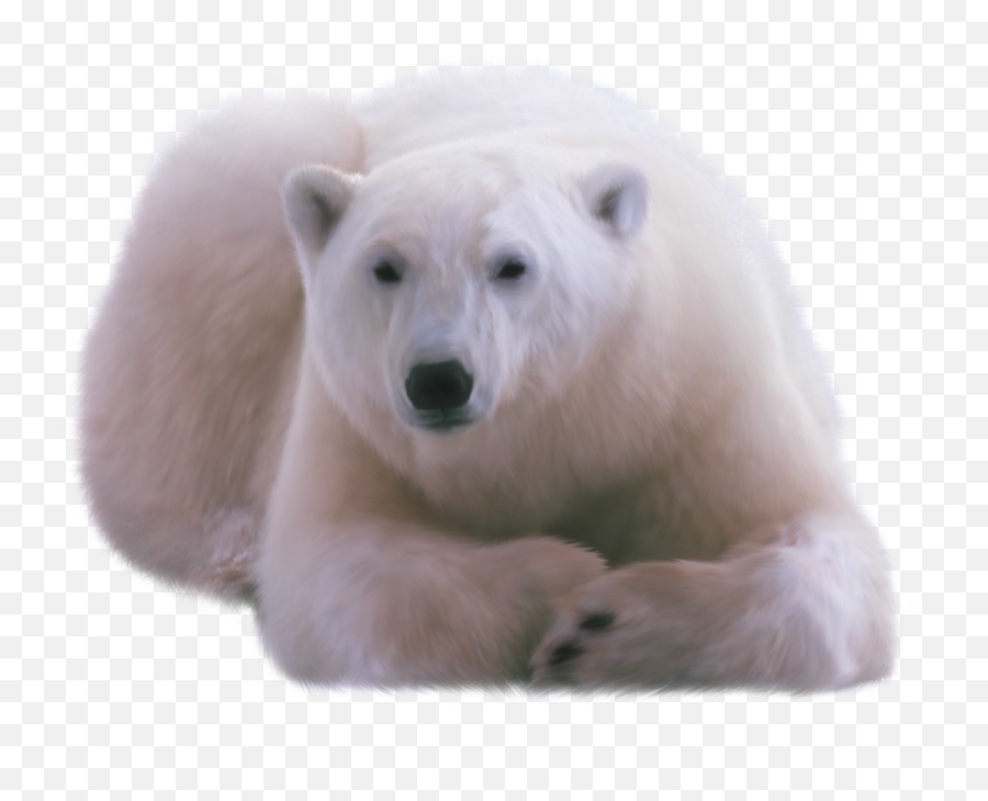 Polar Bear Png Clipart Web Icons - White Bear Png,Polar Bear Png