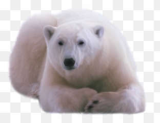 Polar Bear Png Clipart Web Icons - White Png