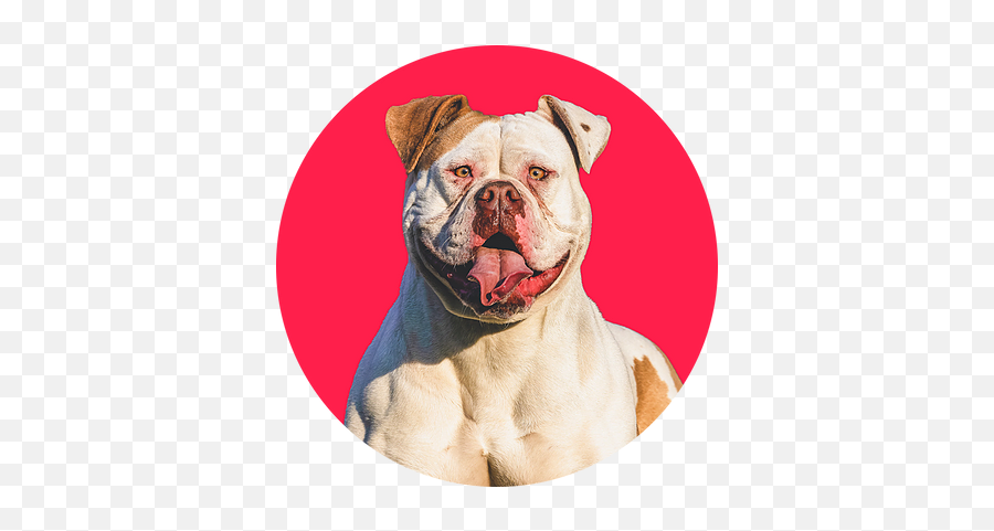 About - Olde English Bulldogge Png,British Icon Bulldogs