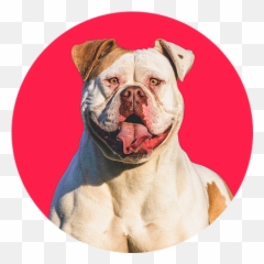 About - Olde English Bulldogge Png,British Icon Bulldogs