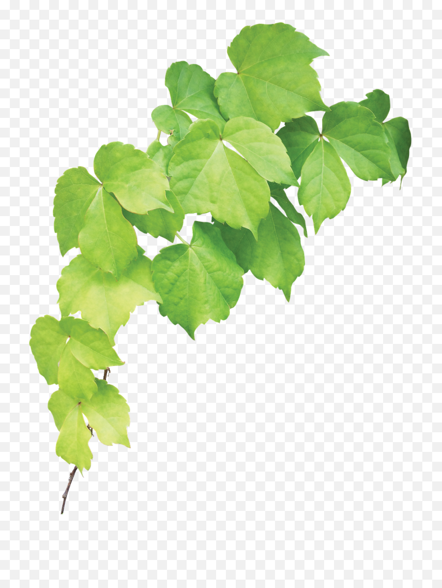 Ivy Wall Green - Free Photo On Pixabay Maple Leaf Png,Ivy Png