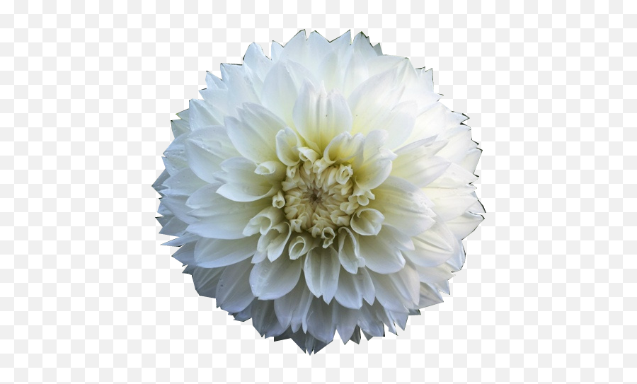 Flower Overlay Png Transparent Free For - Dahlia,Flower Transparents