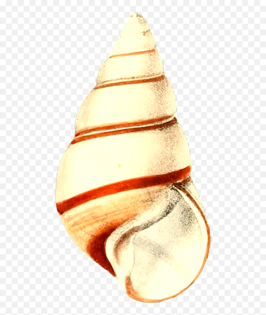Clip Art Details - Conch Png,Sea Shell Png