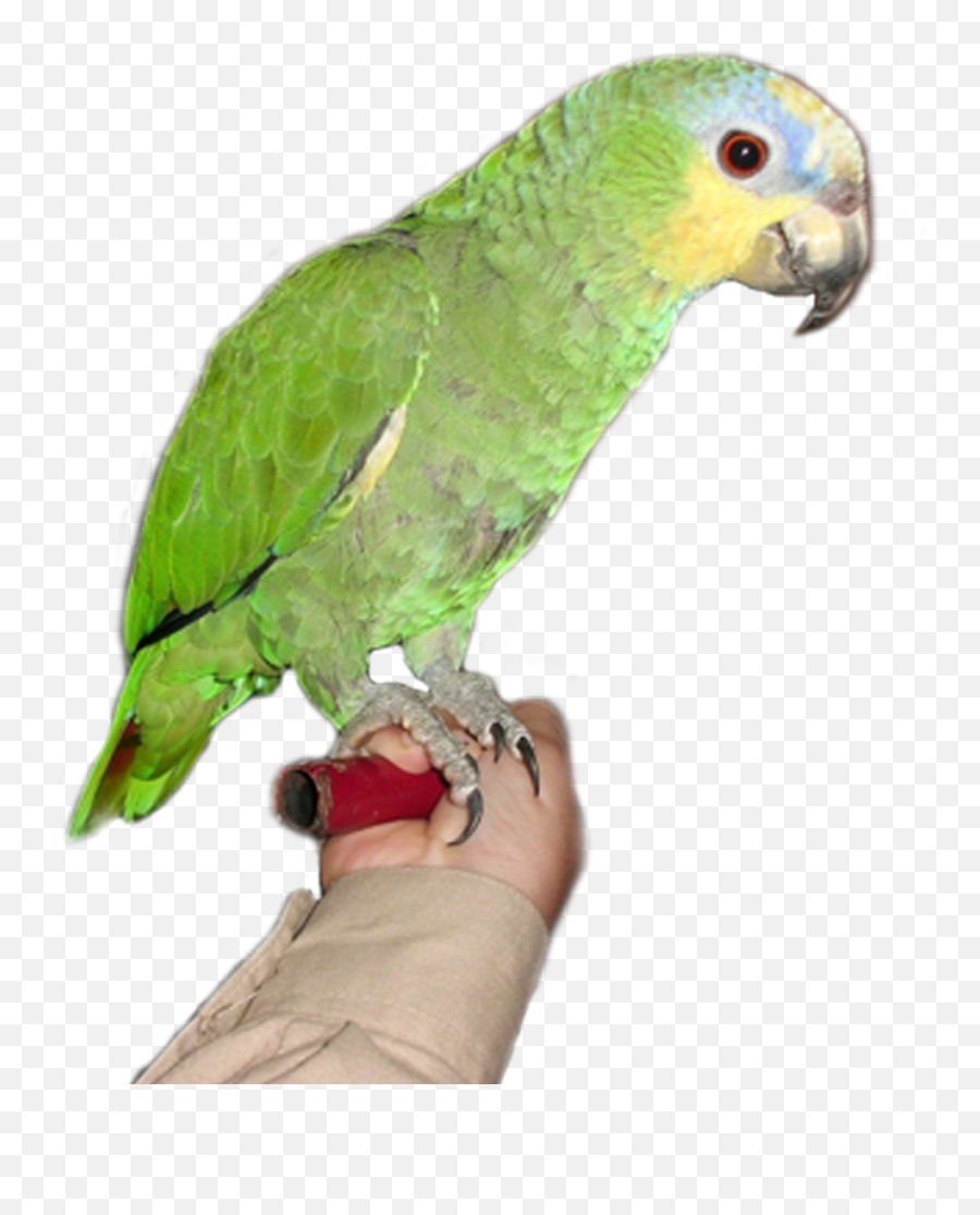 Download Parrot Png Pictures - Portable Network Graphics,Parrot Png