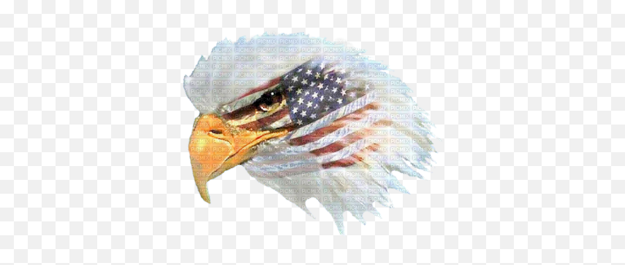 Eagle Head W Flag 02 B Png - Picmix United States Of America,Eagle Head Png