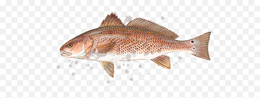 Greggofish Guide Service Llc - Red Drum Fish South Carolina Png,Bass Fish Png