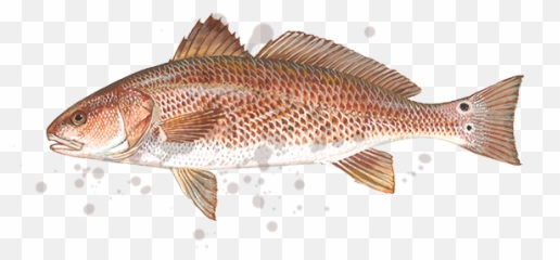Greggofish Guide Service Llc - Red Drum Fish South Carolina Png,Bass Fish Png