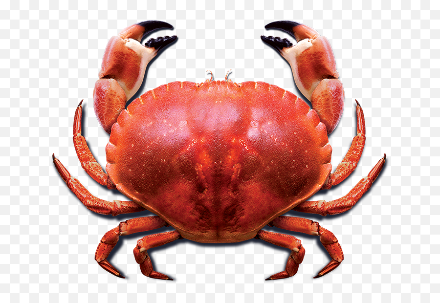 Crab Png Photo For Designing Projects - Live Red Crab,Crab Transparent Background