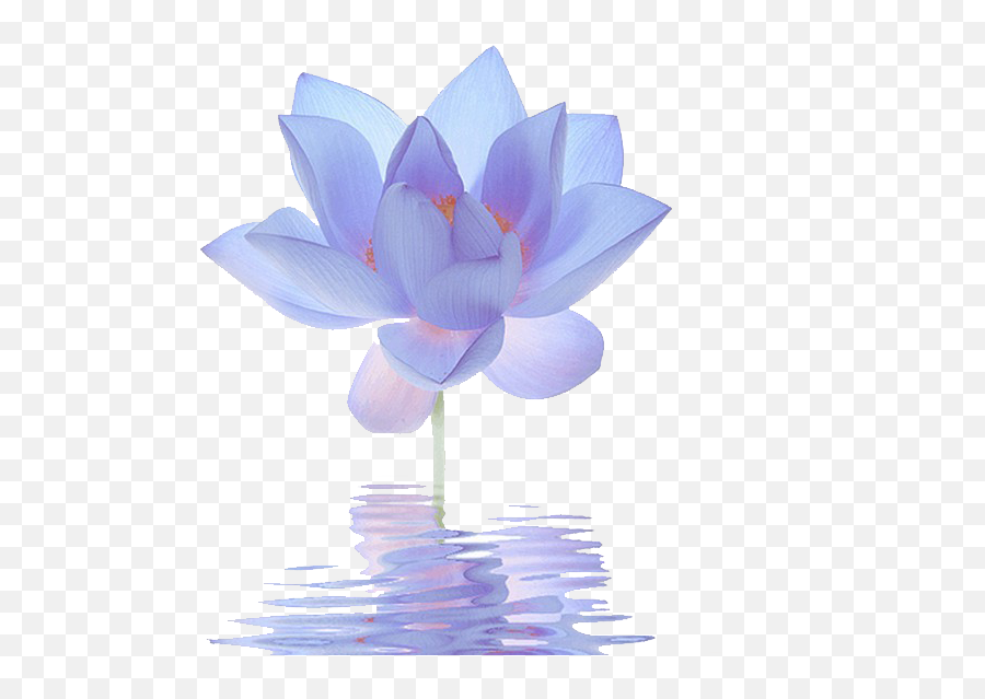 Nelumbo Nucifera Egyptian Lotus Flower - Cartoon Blue Lotus Flower Png,Lotus Png