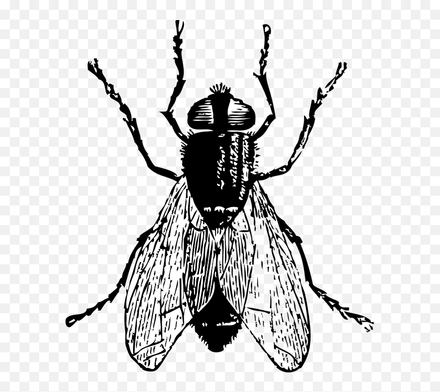 Black Horse Fly Png Clipart Mart - Fly Clipart Black And White,Horse Clipart Png