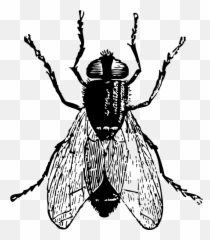 Black Horse Fly Png Clipart Mart - Fly Clipart Black And White,Horse Clipart Png