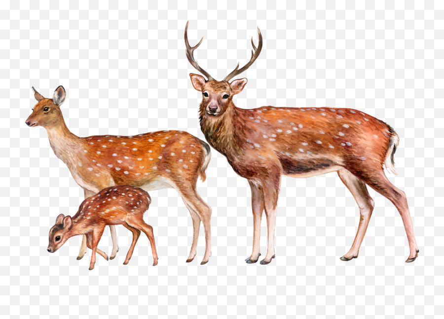 Deer Png Image Hd - Deer Png,Deer Png