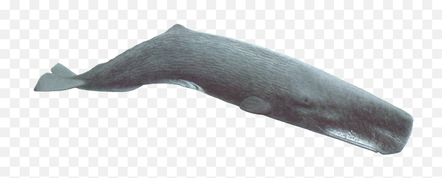 Sperm Whale Png 1 Image - Color Is A Sperm Whale,Whale Transparent Background
