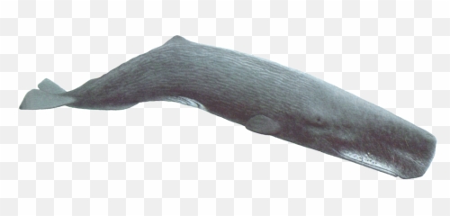 Sperm Whale Png 1 Image - Color Is A