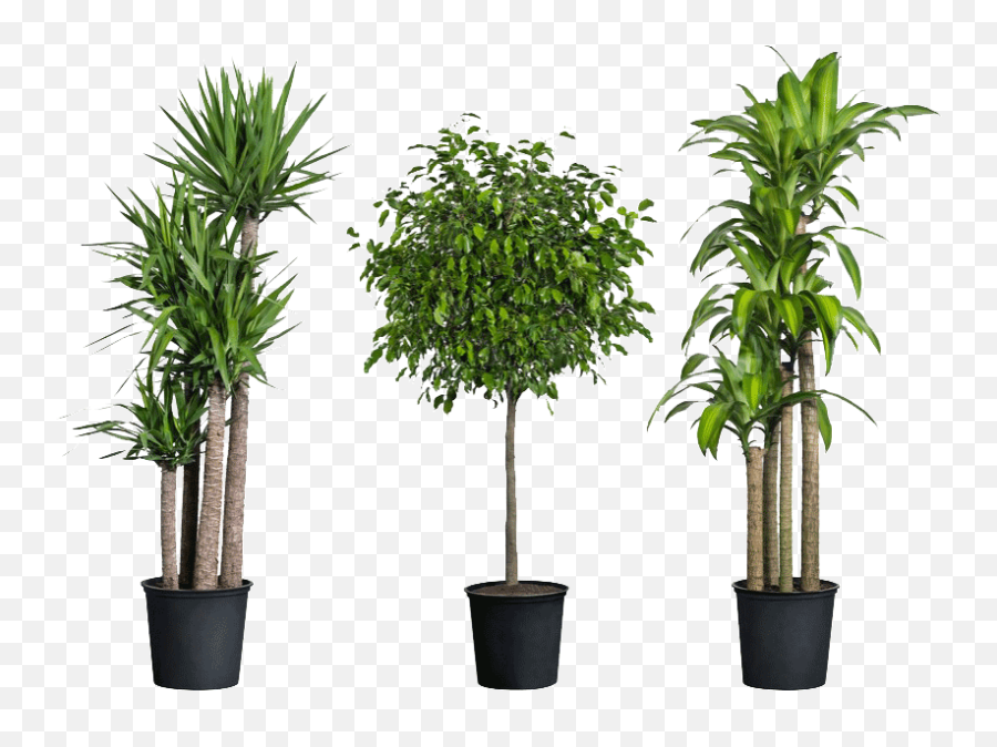 Download Home Depot Have House Plants Png Image With No - Indoor Plants Png Transparent,Plants Transparent Background