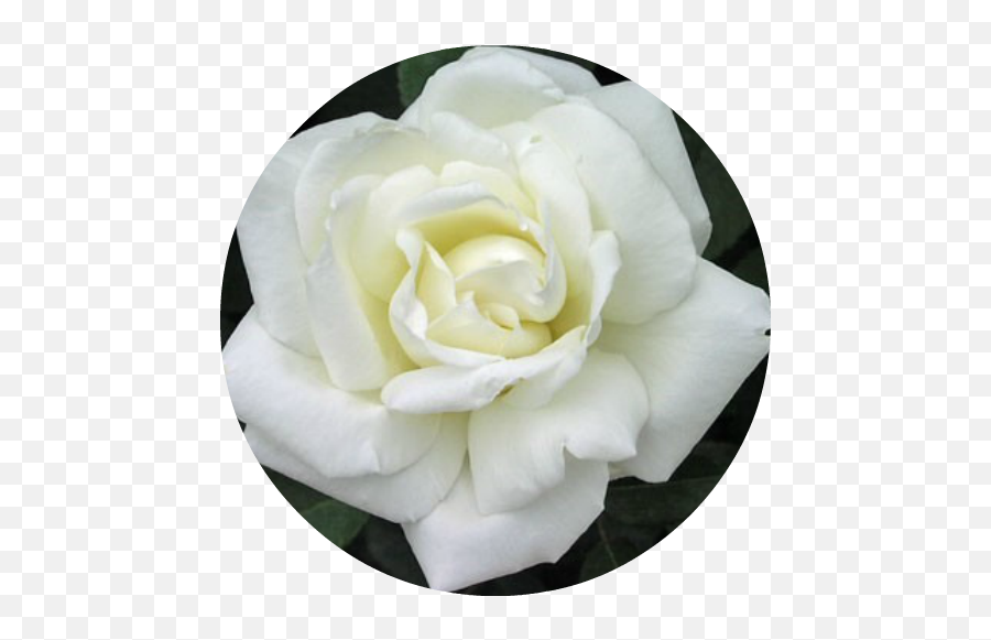Rose White Absolute - White Roses Png,White Roses Png