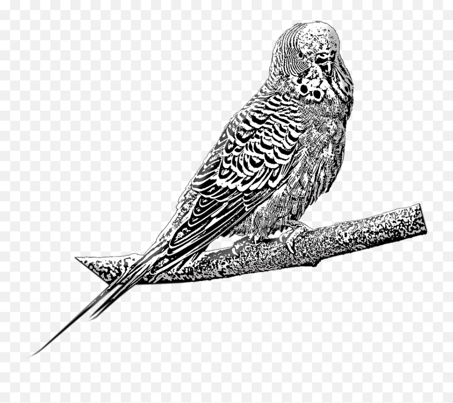 Budgie Pet Bird - Free Image On Pixabay Budgie Png,Parakeet Png