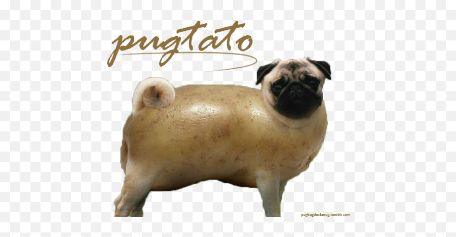 Transparent Pugs Pugtato Bulldog - Pug Png,Bulldog Transparent
