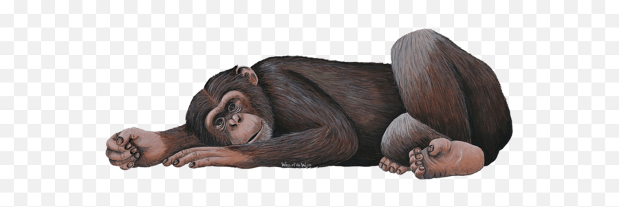 Chimpanzee Wall Sticker - Macaque Png,Chimp Png