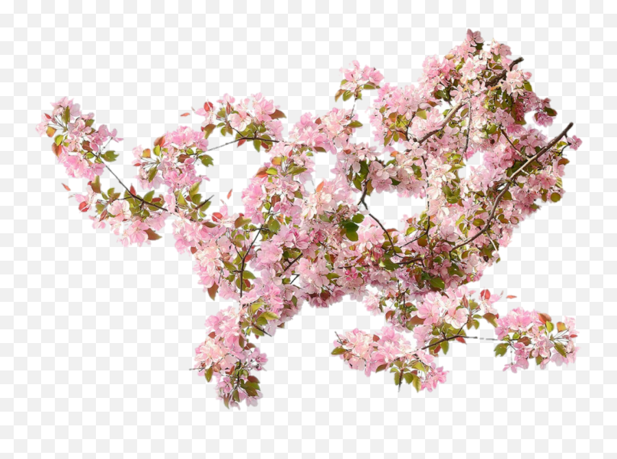 178 Images About Flower Png - Pink Climbing Rose Png,Flowers Png Images