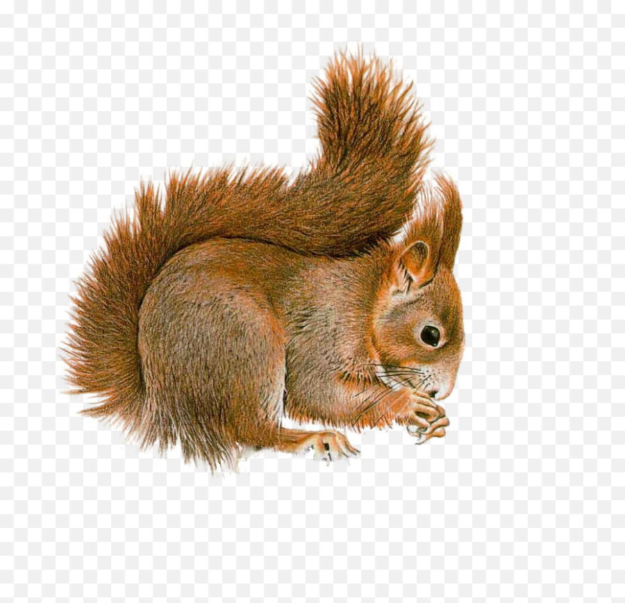 Squirrel Left Transparent Png - Squirrel Transparent,Squirrel Transparent