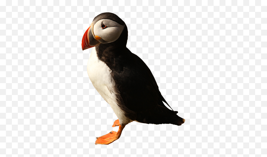 Pin - Atlantic Puffin Png,Puffin Png