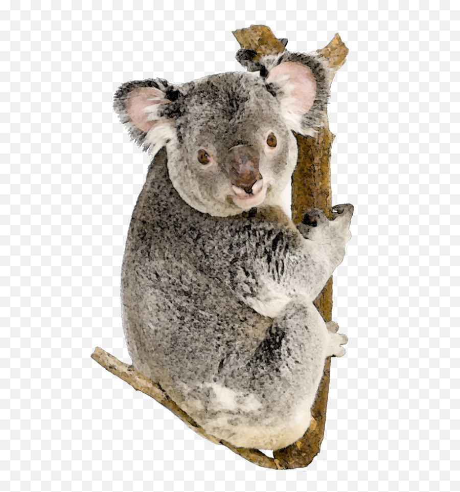 Koala Bear White Background Transparent Cartoon - Jingfm Koala Png,Koala Bear Png