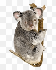 Koala Bear White Background Transparent Cartoon - Jingfm Koala Png,Koala Bear Png