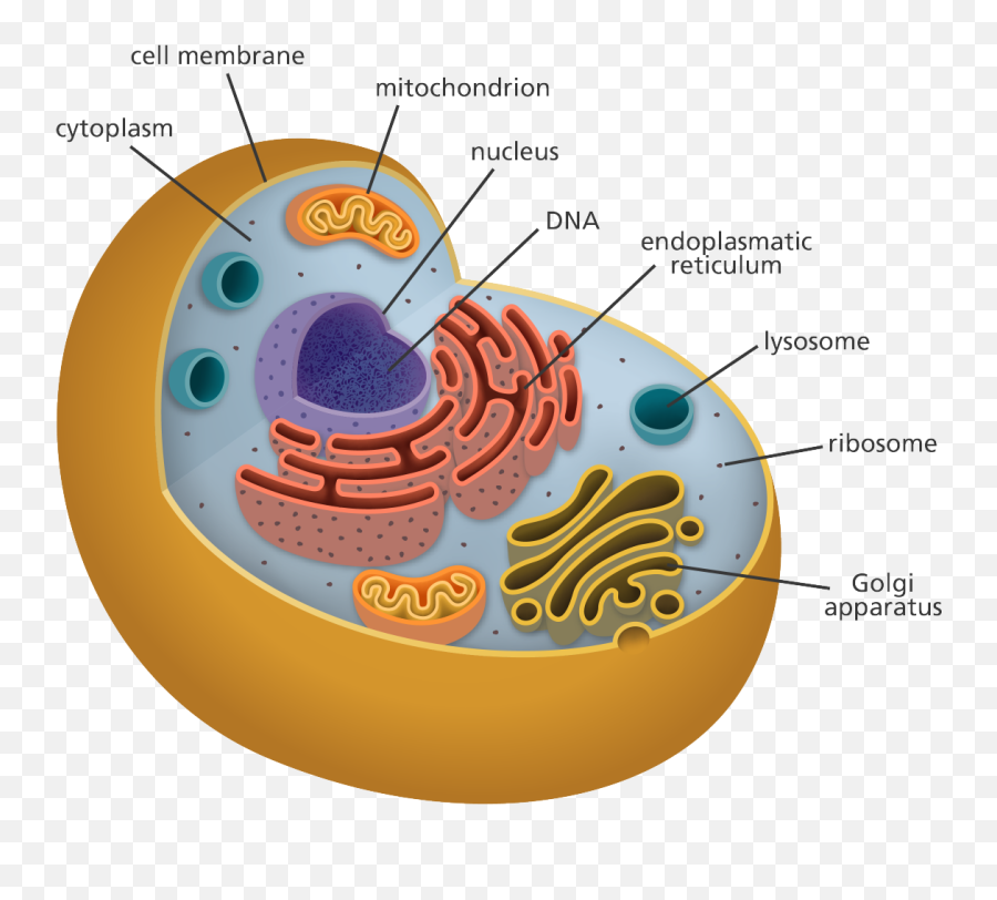 All Of My Organelles Including The - Inside Of An Animal Cell Png,Mitochondria Png