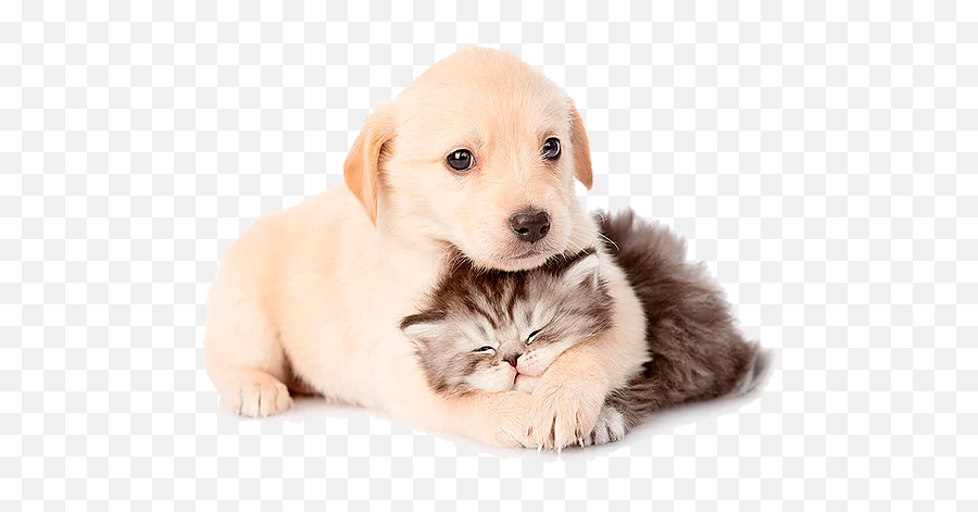 Atendimento Veterinário À Domicilio - Puppy Kitten Png,Pets Png