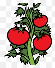 Tomato Clipart Shrub Plant - Png