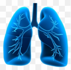 Download Hd Lung - Manual Of Clinical Problems In Pulmonary Manual Of Clinical Problems In Pulmonary Medicine Png,Lung Png