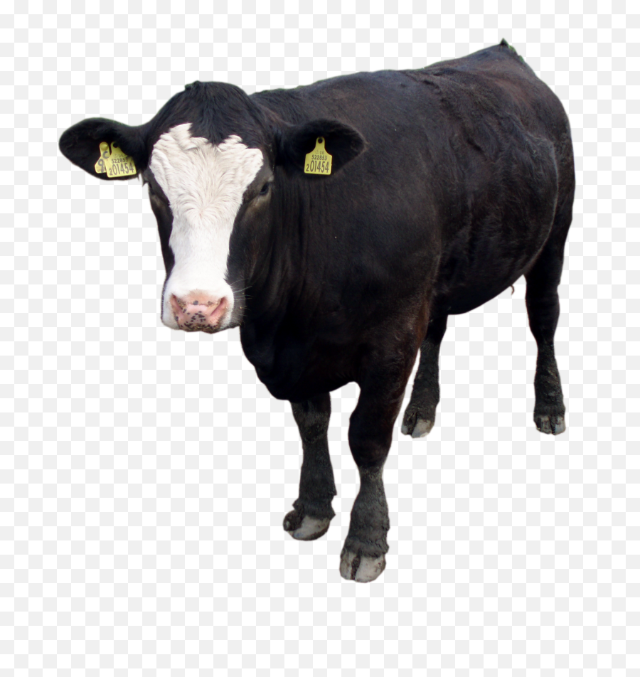Download Black Cow Png Image For Free - Black Cow Png,Cattle Png