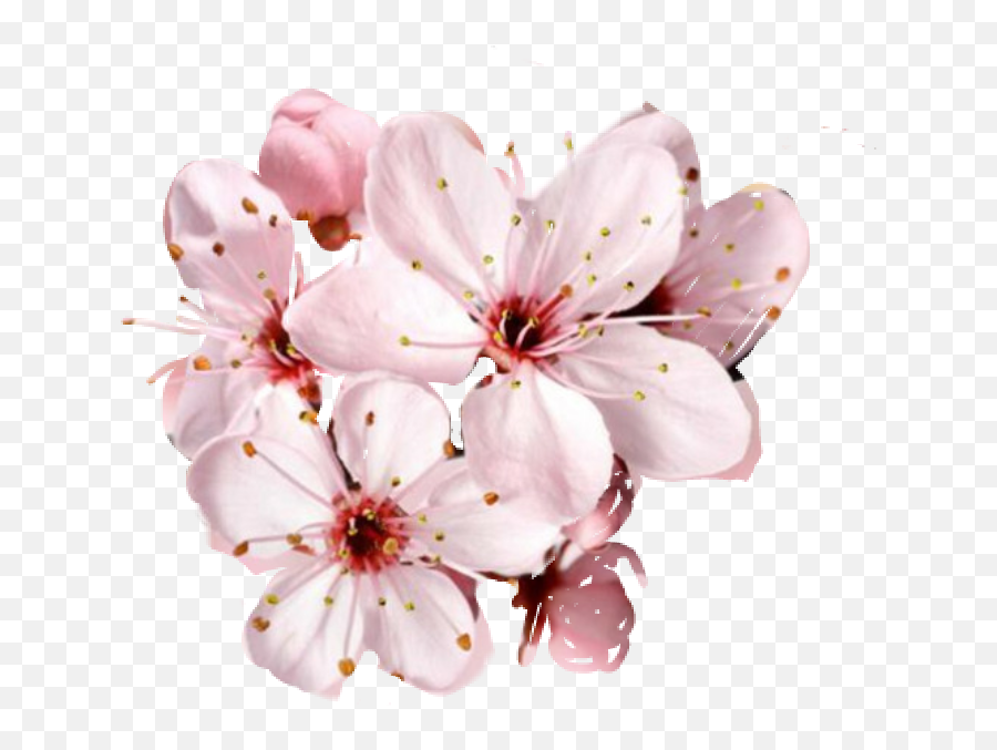 Cherry Blossom Petals Falling Png - Cherry Blossom Flower Beautiful Happy Birthday Mom,Sakura Flower Png