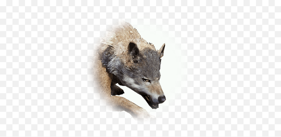 Wolf Blood - Bdo Codex Serendia Wolf Png,Icon Wolf Helmet