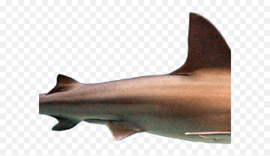 Download Hd Hammerhead Shark Clipart - Squaliformes Png,Shark Clipart Transparent Background