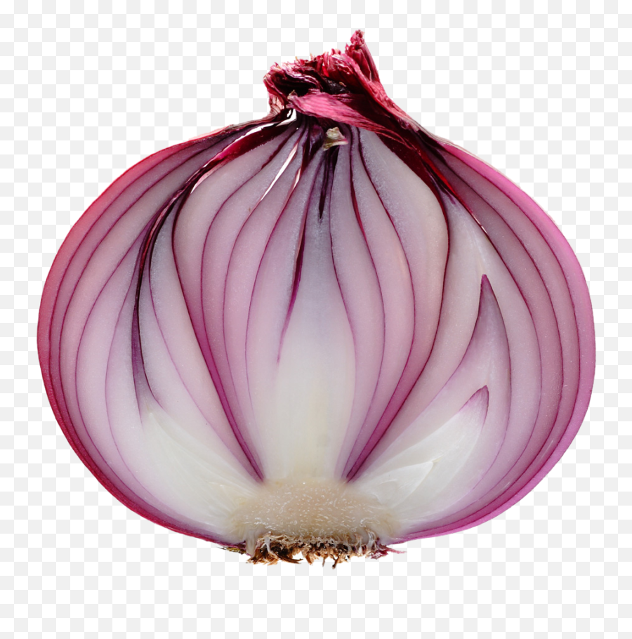 Slice Onion Png - Purple Onion Transparent Background,Onion Png