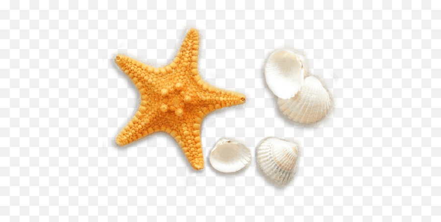 Hermosa Beach Vacation Packages - Seashells On The Beach Png,Sea Shell Png