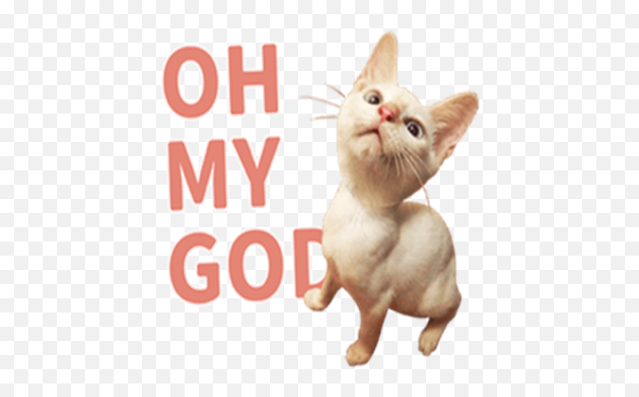 New Funny Cat Memes Stickers Wastickerapps Apk 10 - Photo Caption Png,Funny Cat Icon