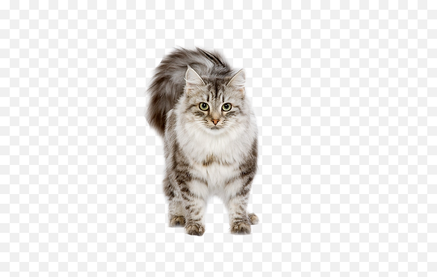 Shared - Cat Gif Transparent Background Png,Cute Cat Png