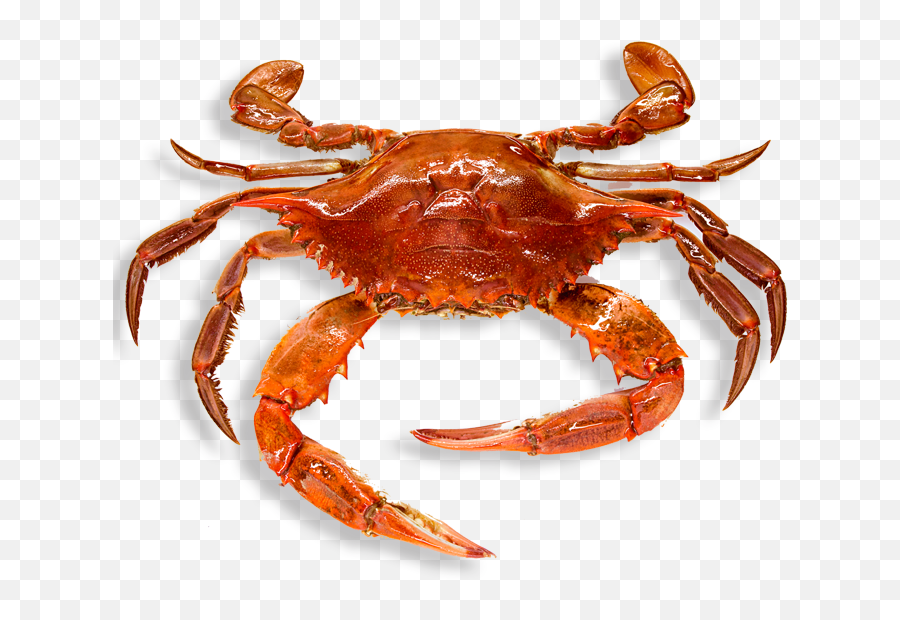 Crab High Quality Png - Crab Png,Crab Transparent Background