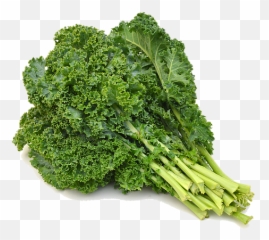Green Kale - Kale Curly Png,Kale Png