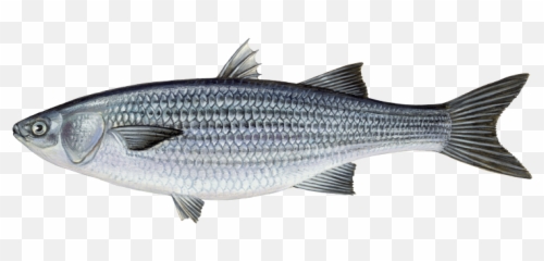 Mullet - Seabass Png,Mullet Png
