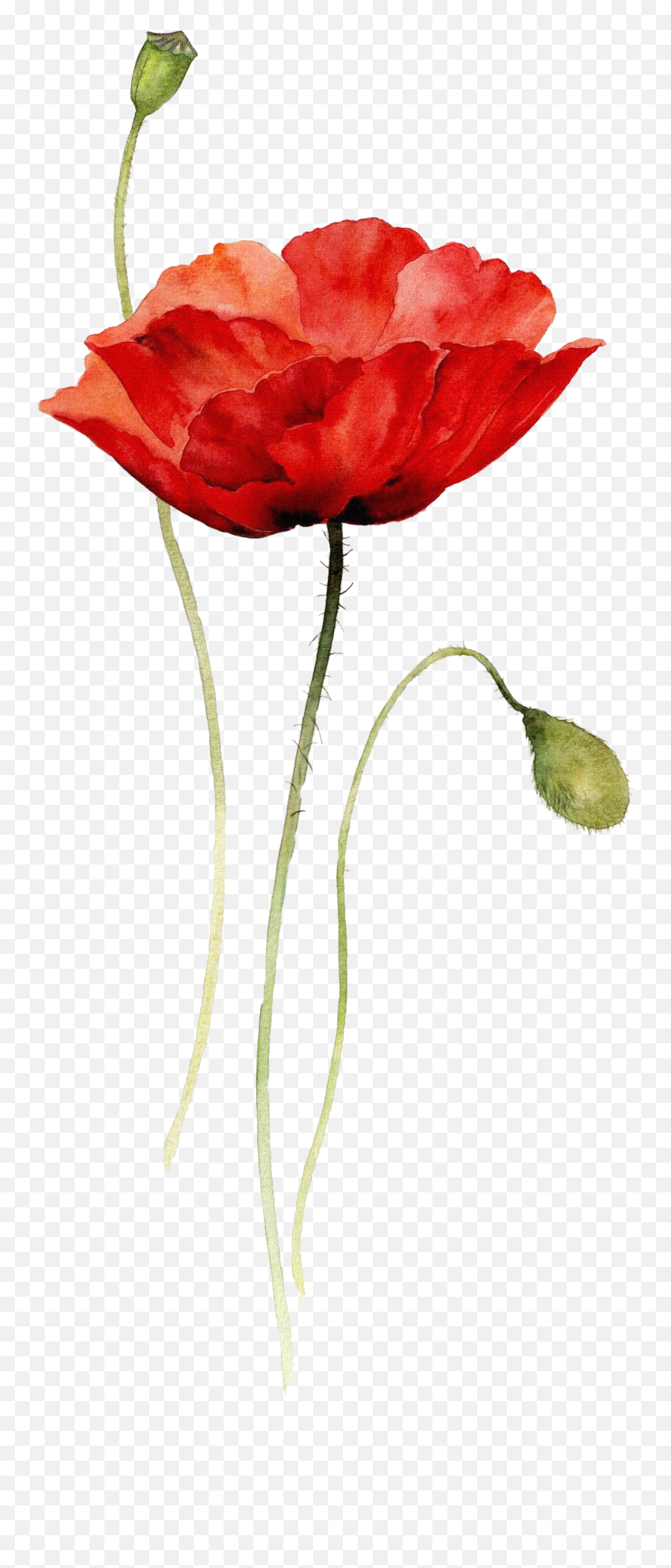 Download Poppies Watercolor Painting Paper Drawing - Red Flower Watercolor Drawing Png,Poppy Png