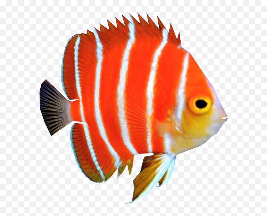 Angel Fish Png Hd Transparent - Coral Reef Fish Png,Fish Png Transparent