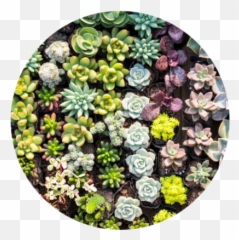 About Jrney - Succulent Plant Png,Succulent Png