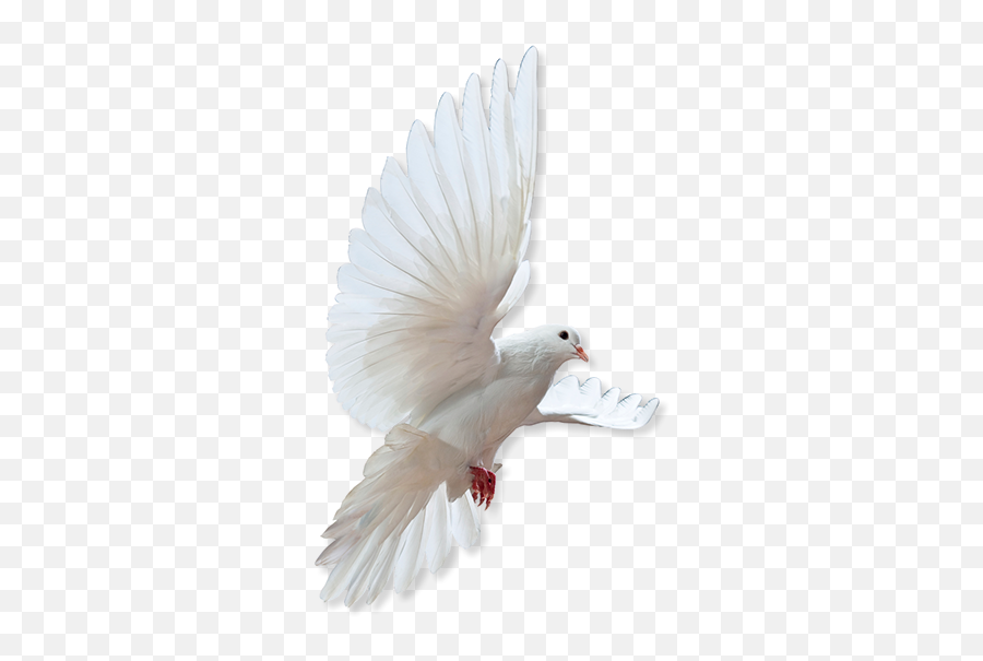 Home - Rock Dove Png,In Loving Memory Png