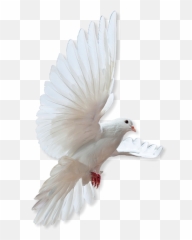 Home - Rock Dove Png,In Loving Memory Png