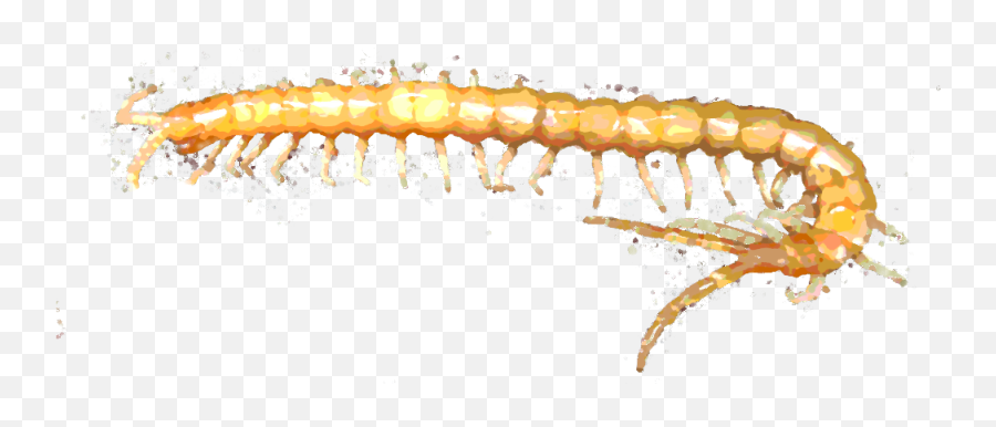 Download Http - Ilikenoses Blogspot Com201303 Insect Png,Centipede Png