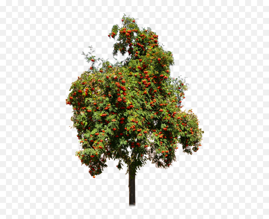 Nature Tree Rhus - Transparent Fruit Tree Png,Fruit Tree Png
